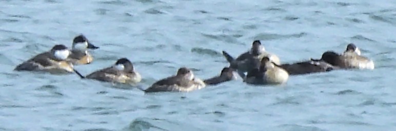 Ruddy Duck - ML645802864