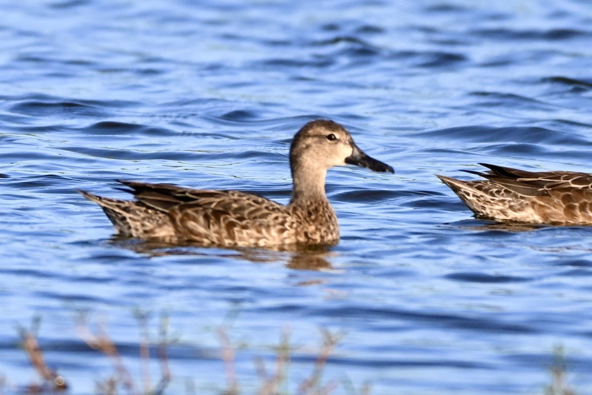 Blue-winged Teal - ML645802867