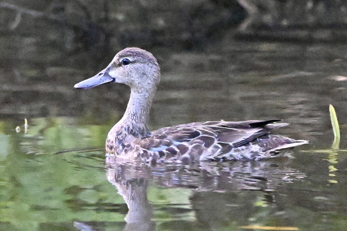 Blue-winged Teal - ML645802868