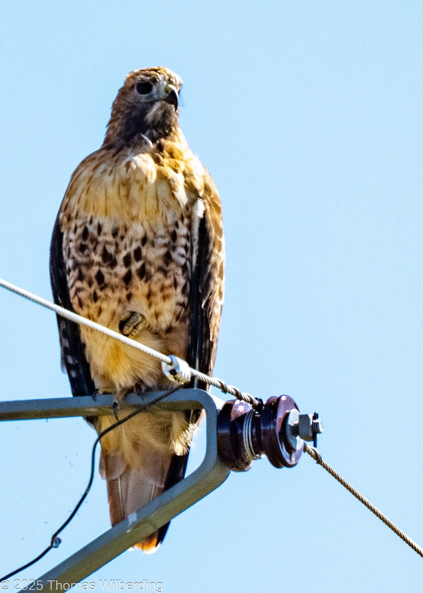 Red-tailed Hawk - ML645802869