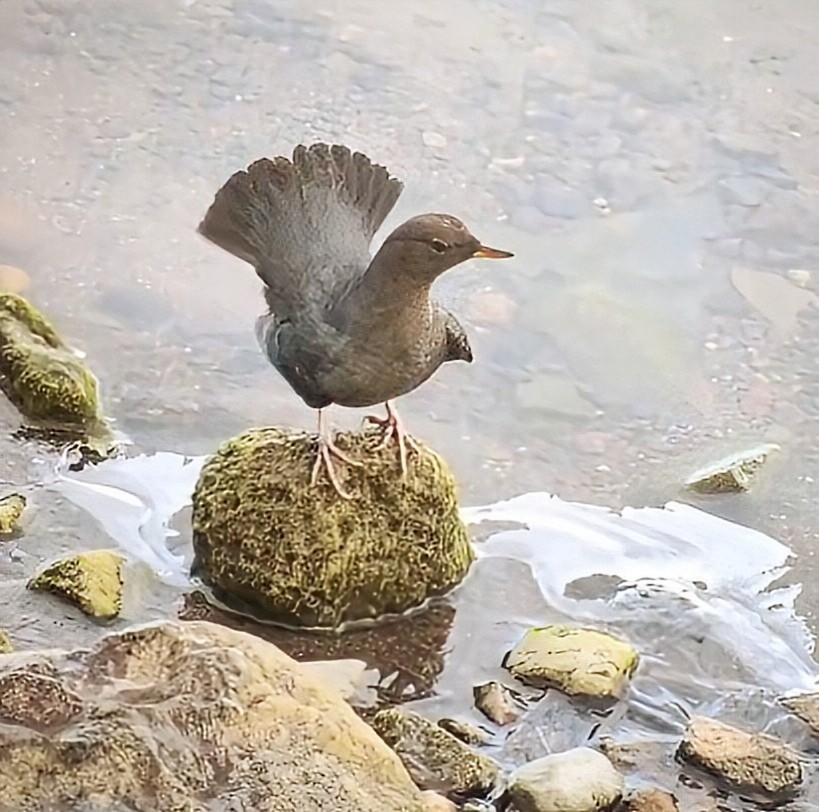 Ur-zozo iparramerikarra - ML645802870