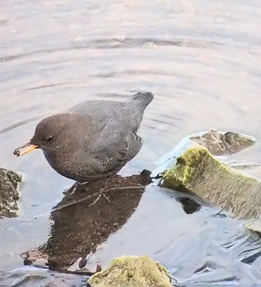 Ur-zozo iparramerikarra - ML645802871