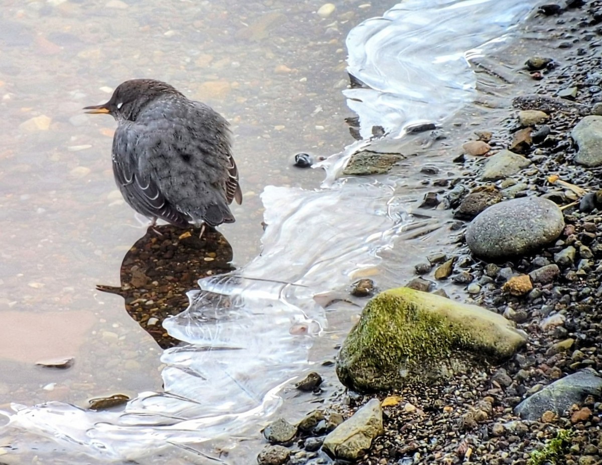 Ur-zozo iparramerikarra - ML645802872