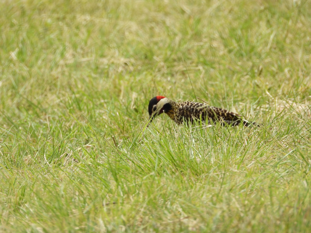 Green-barred Woodpecker - ML645802877