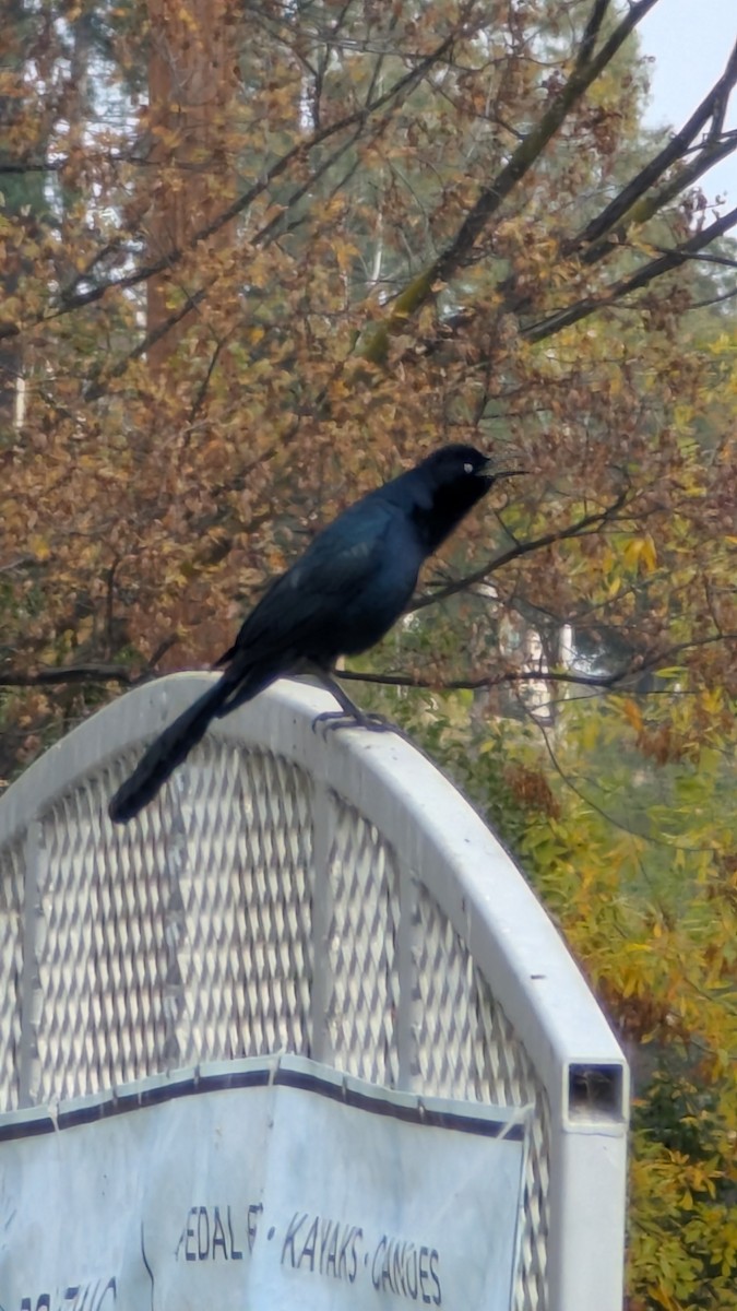 Great-tailed Grackle - ML645802878