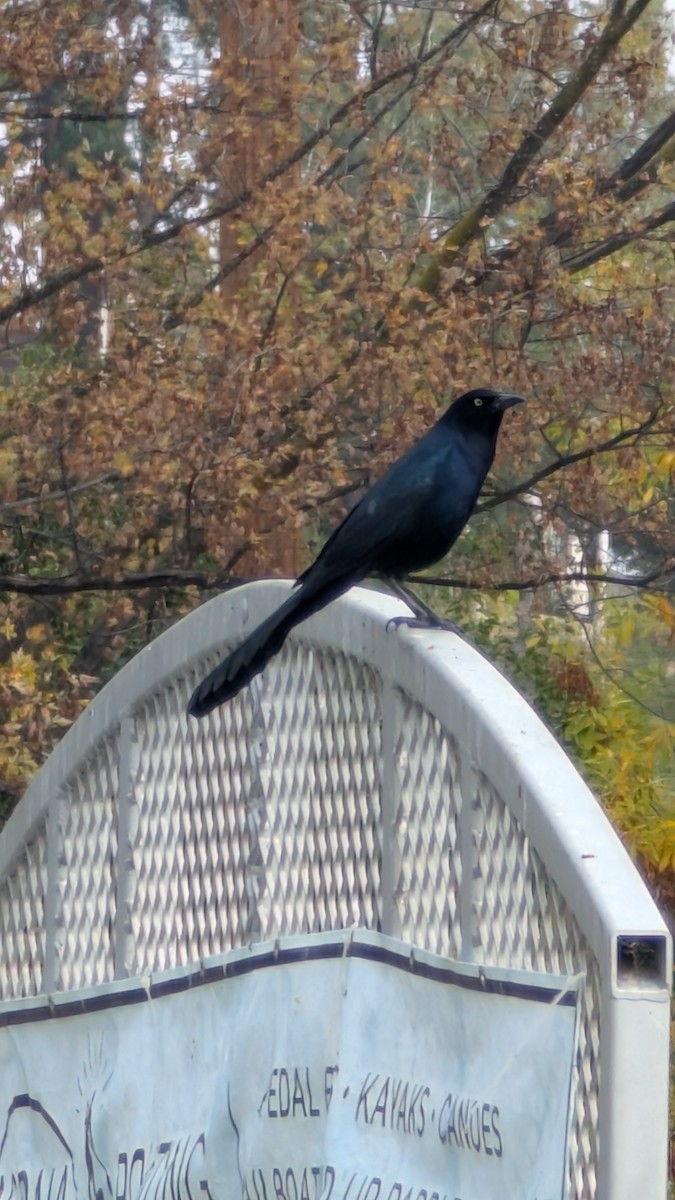 Great-tailed Grackle - ML645802879