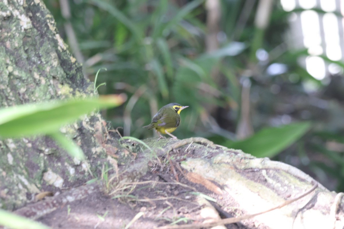 kentuckyparula - ML645802901