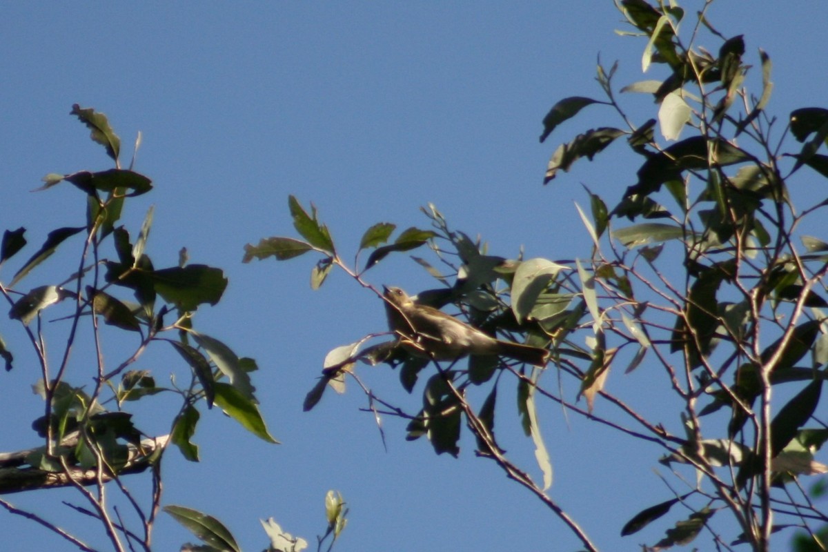 Fuscous Honeyeater - ML645802905
