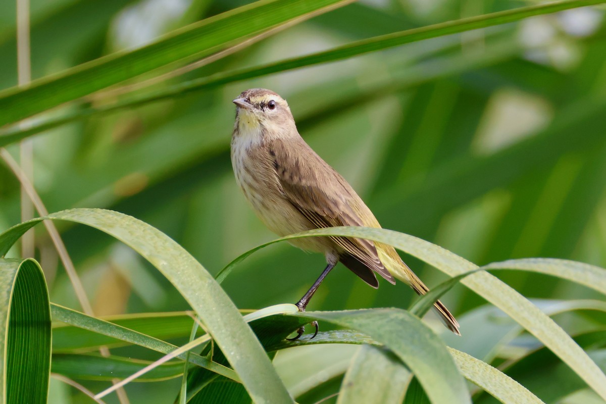 lesňáček bažinný - ML645802909