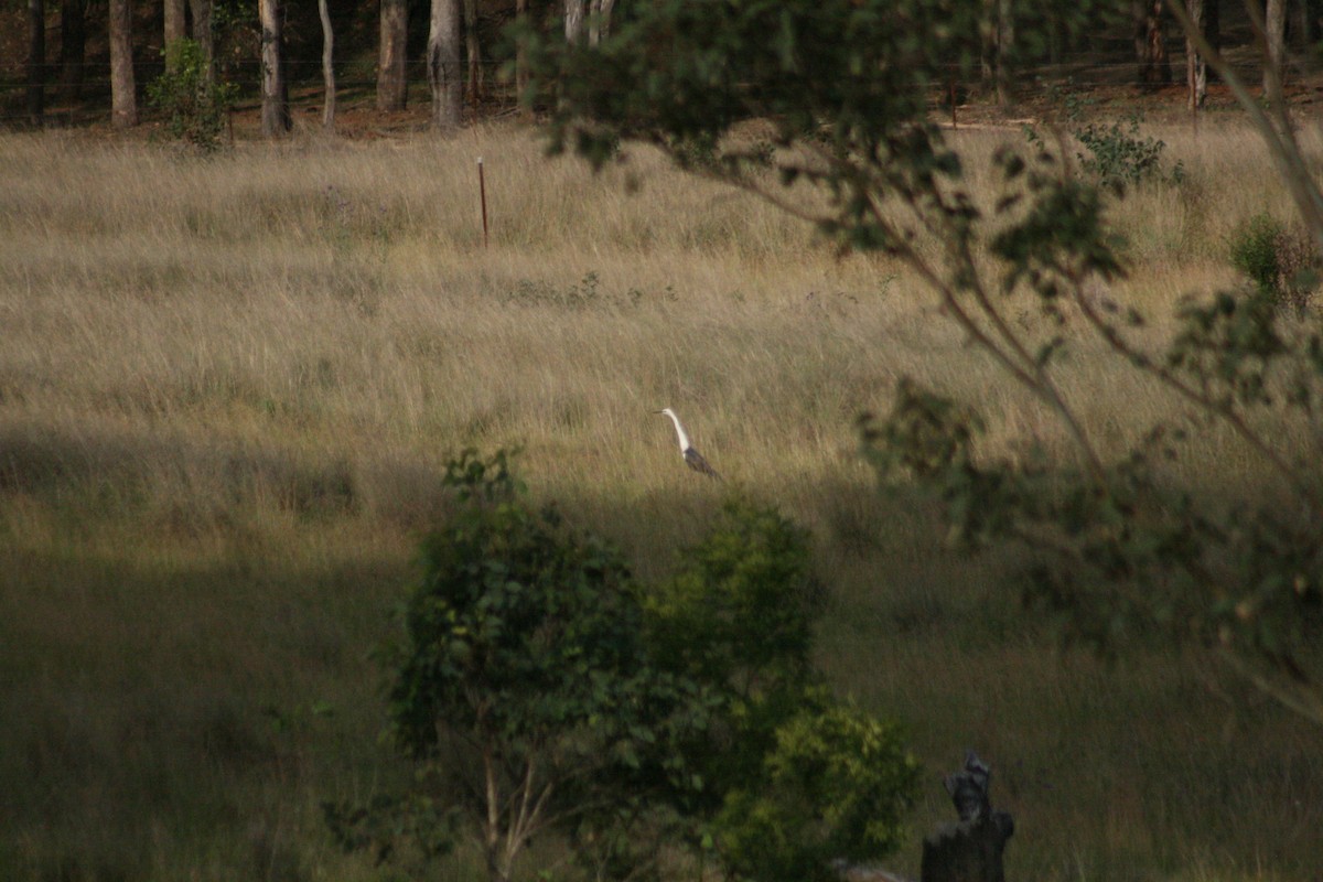 Pacific Heron - ML645802916