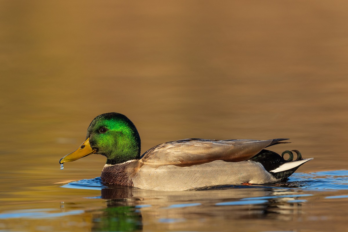 Mallard - ML645802917