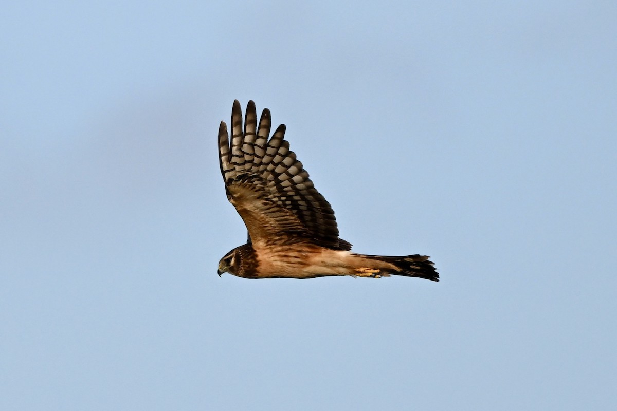 Northern Harrier - ML645802919