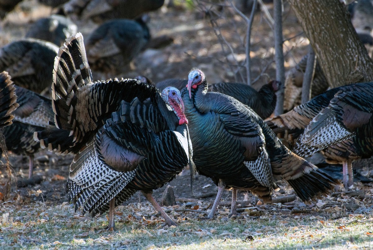 Wild Turkey - ML645802929