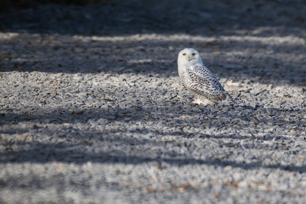 Snowy Owl - ML645802930