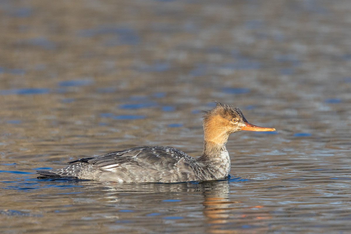 Red-breasted Merganser - ML645802934