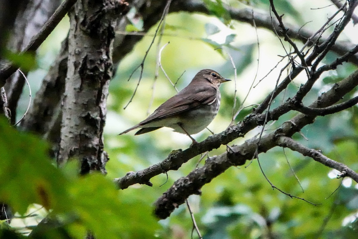 Swainson's Thrush - ML645802943