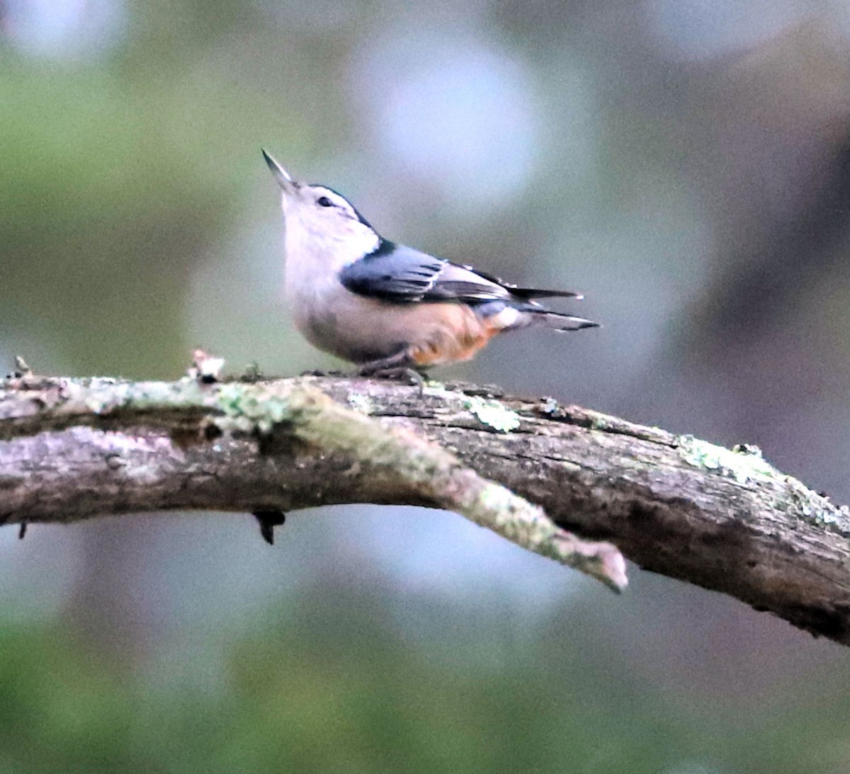 White-breasted Nuthatch - ML645802944