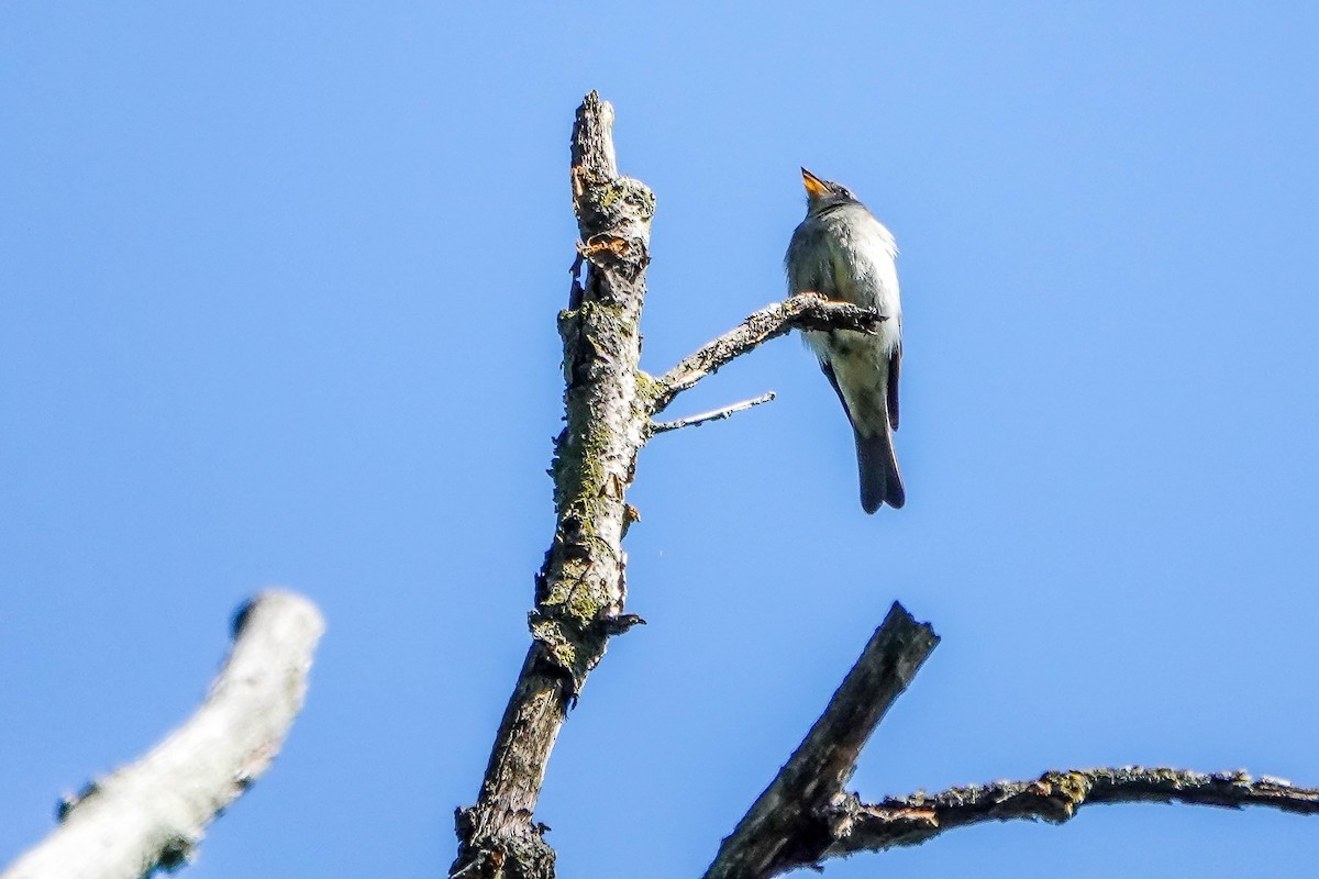 Olive-sided Flycatcher - ML645802952
