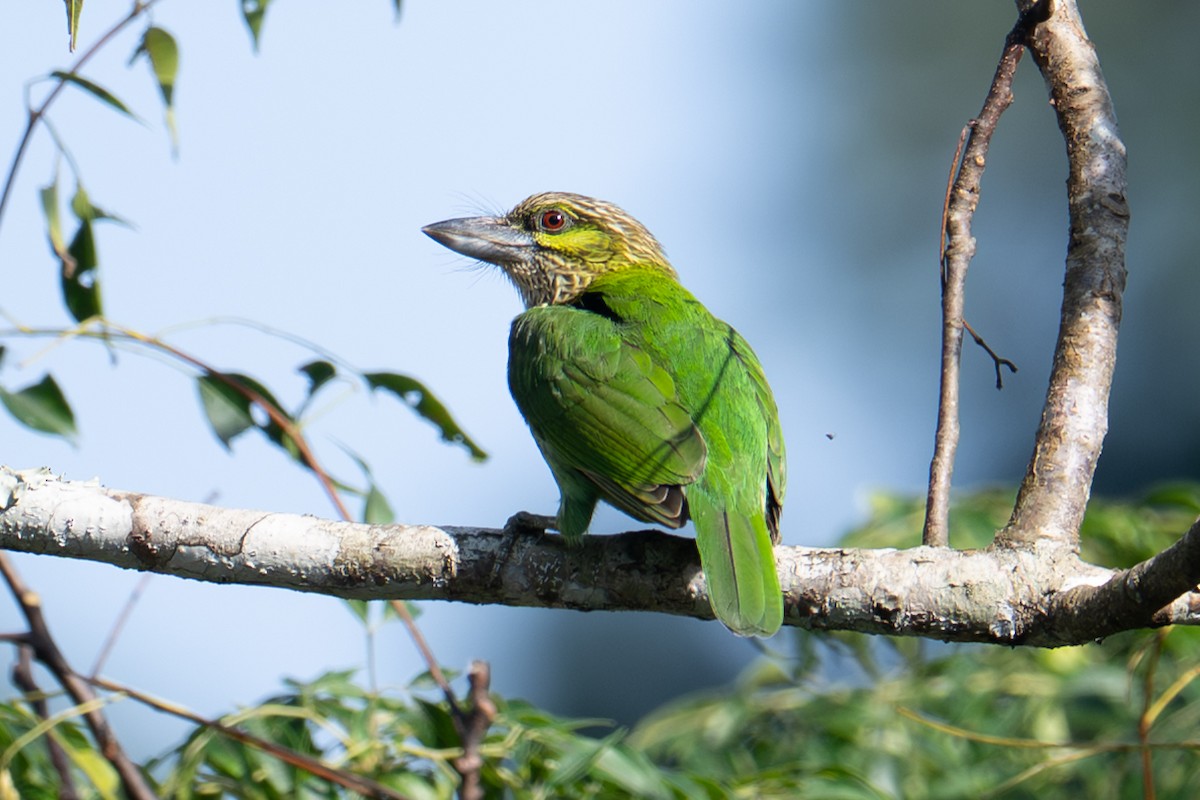 Green-eared Barbet - ML645802954
