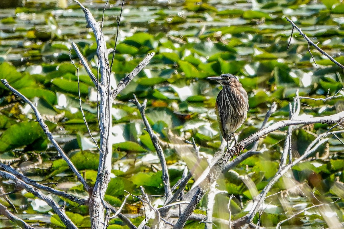Green Heron - ML645802959