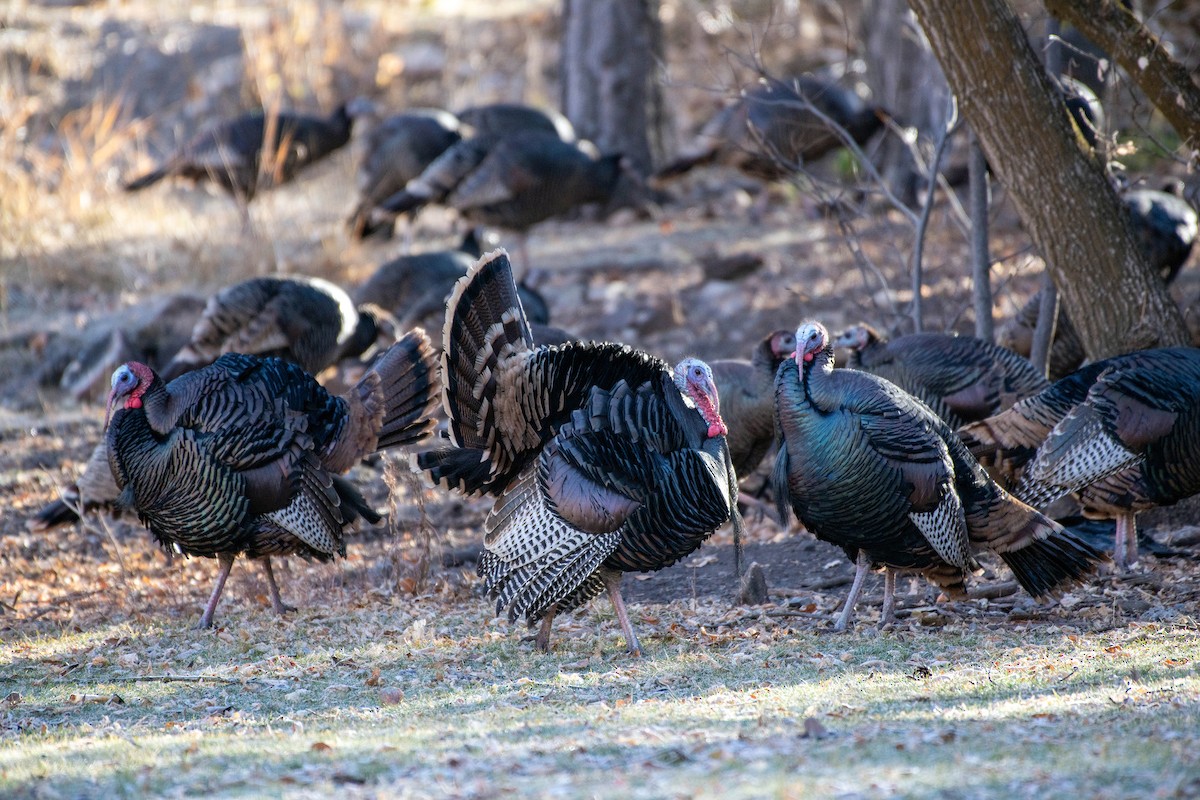 Wild Turkey - ML645802960