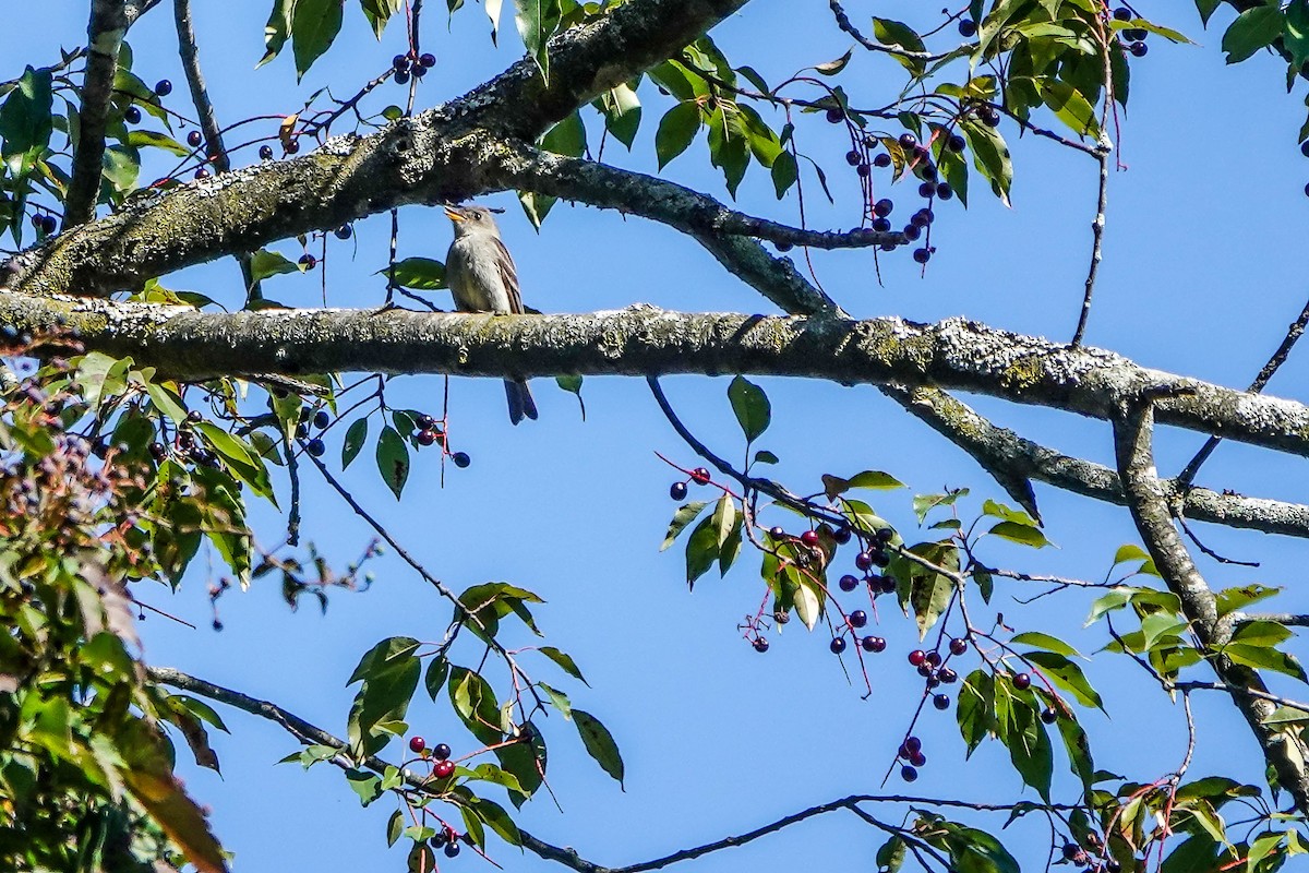 Eastern Wood-Pewee - ML645802965