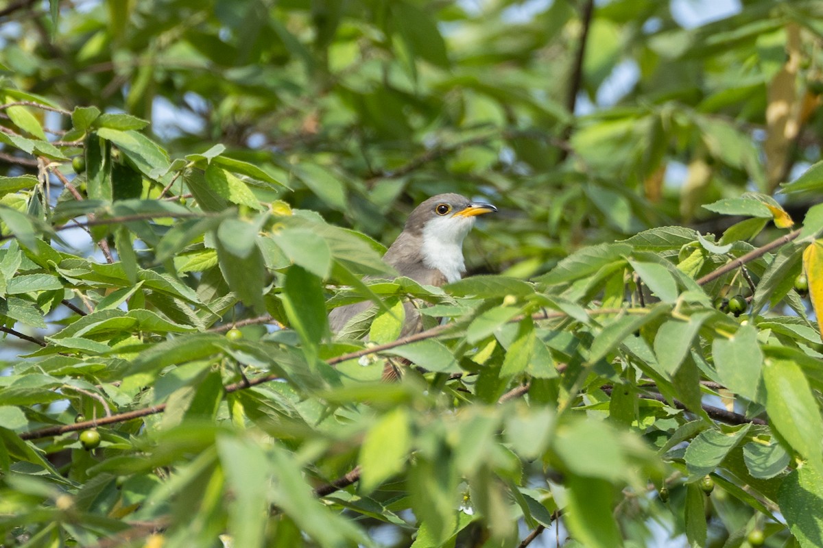 קוקיה צהובת-מקור - ML645802985