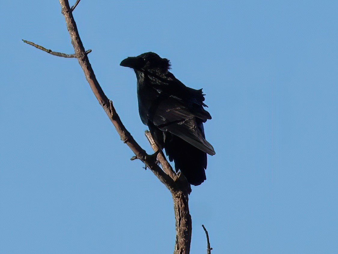 Corvo imperiale - ML645803004