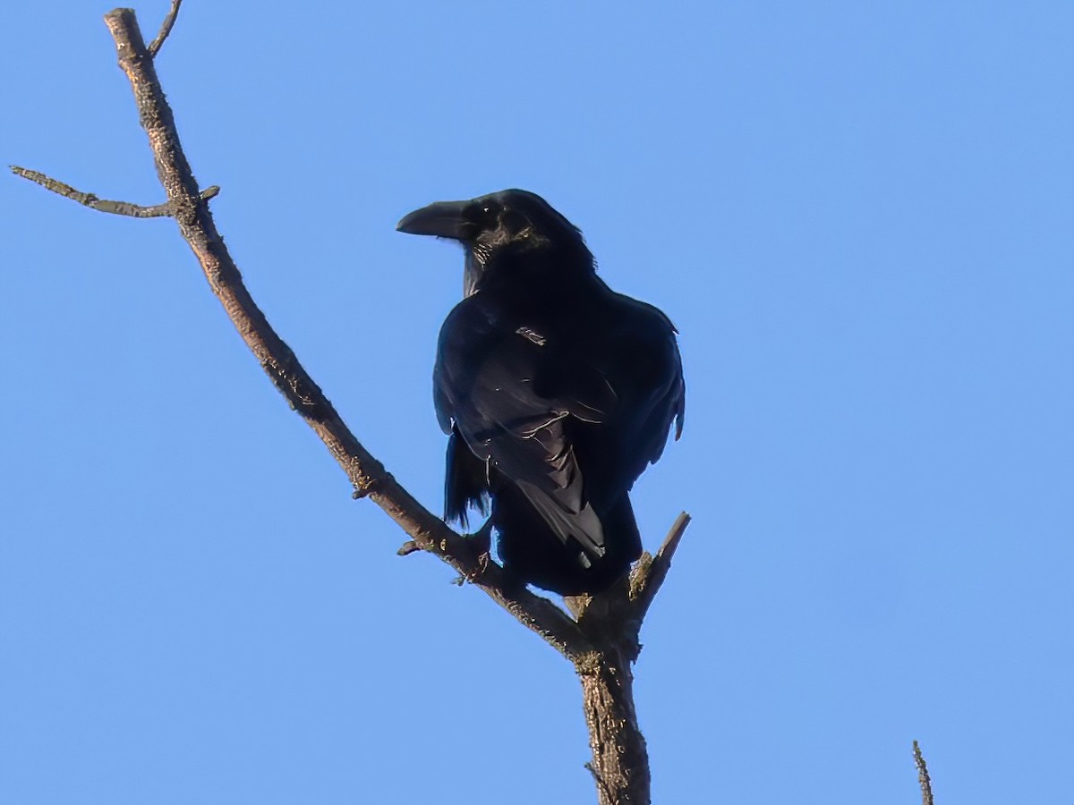 Corvo imperiale - ML645803005