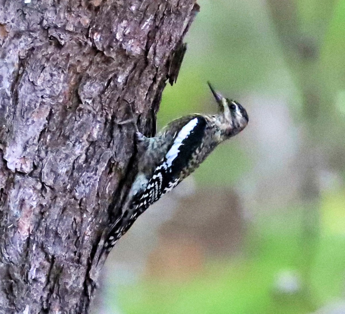 Yellow-bellied Sapsucker - ML645803012