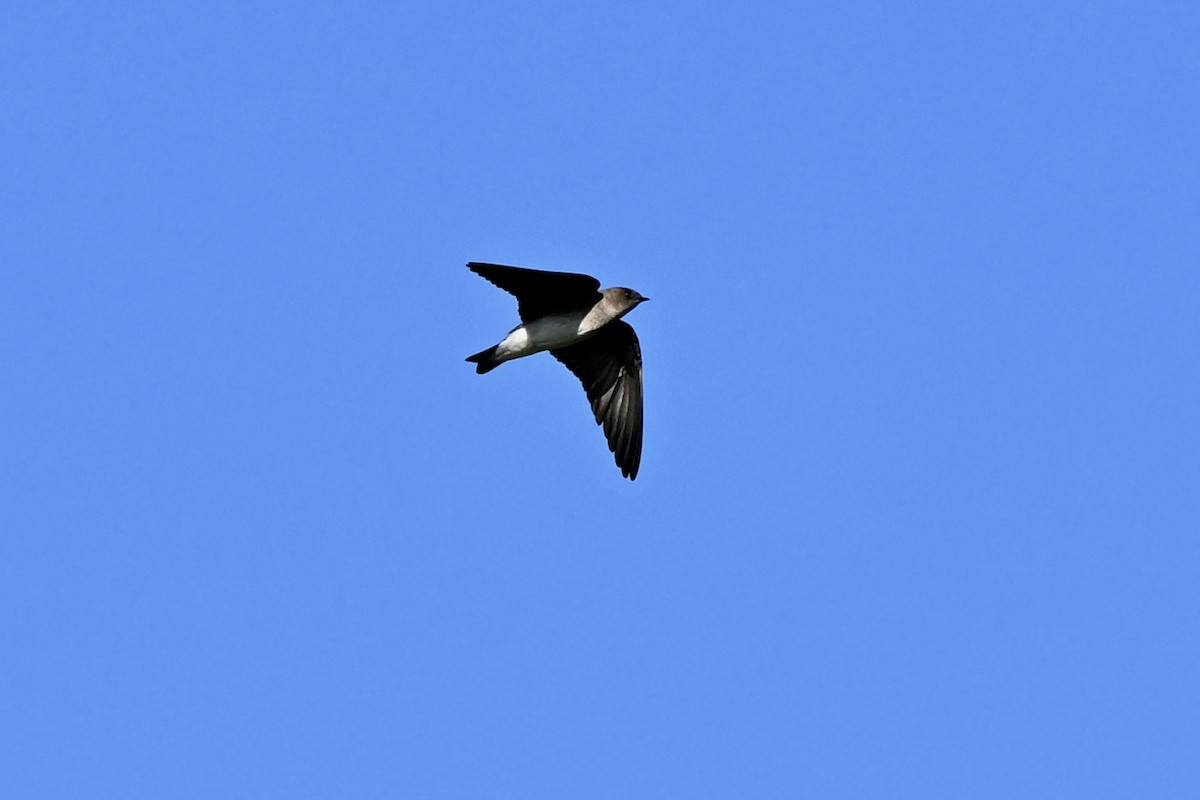 Northern Rough-winged Swallow - ML645803016