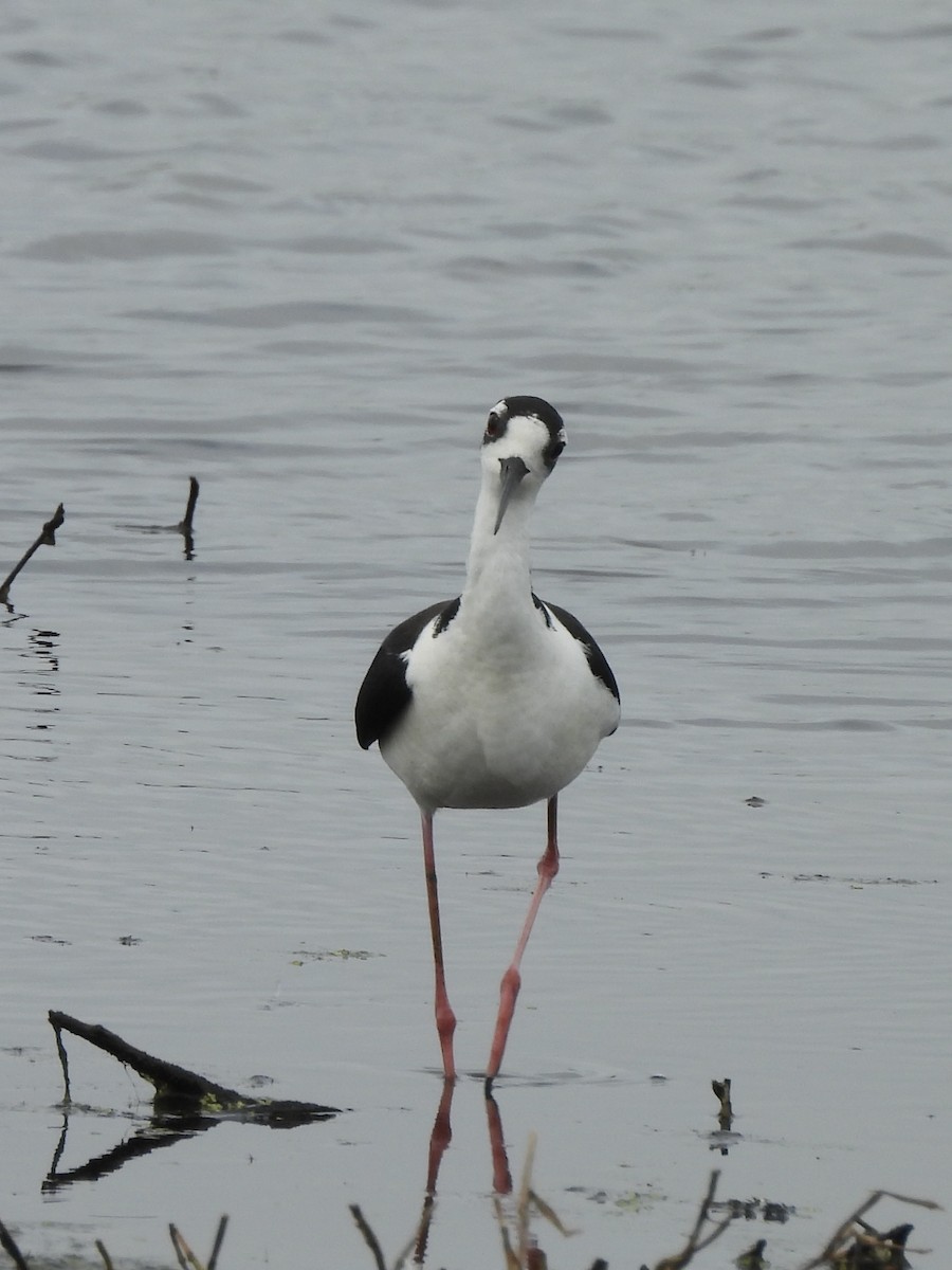 Black-necked Stilt (Black-necked) - ML645803019