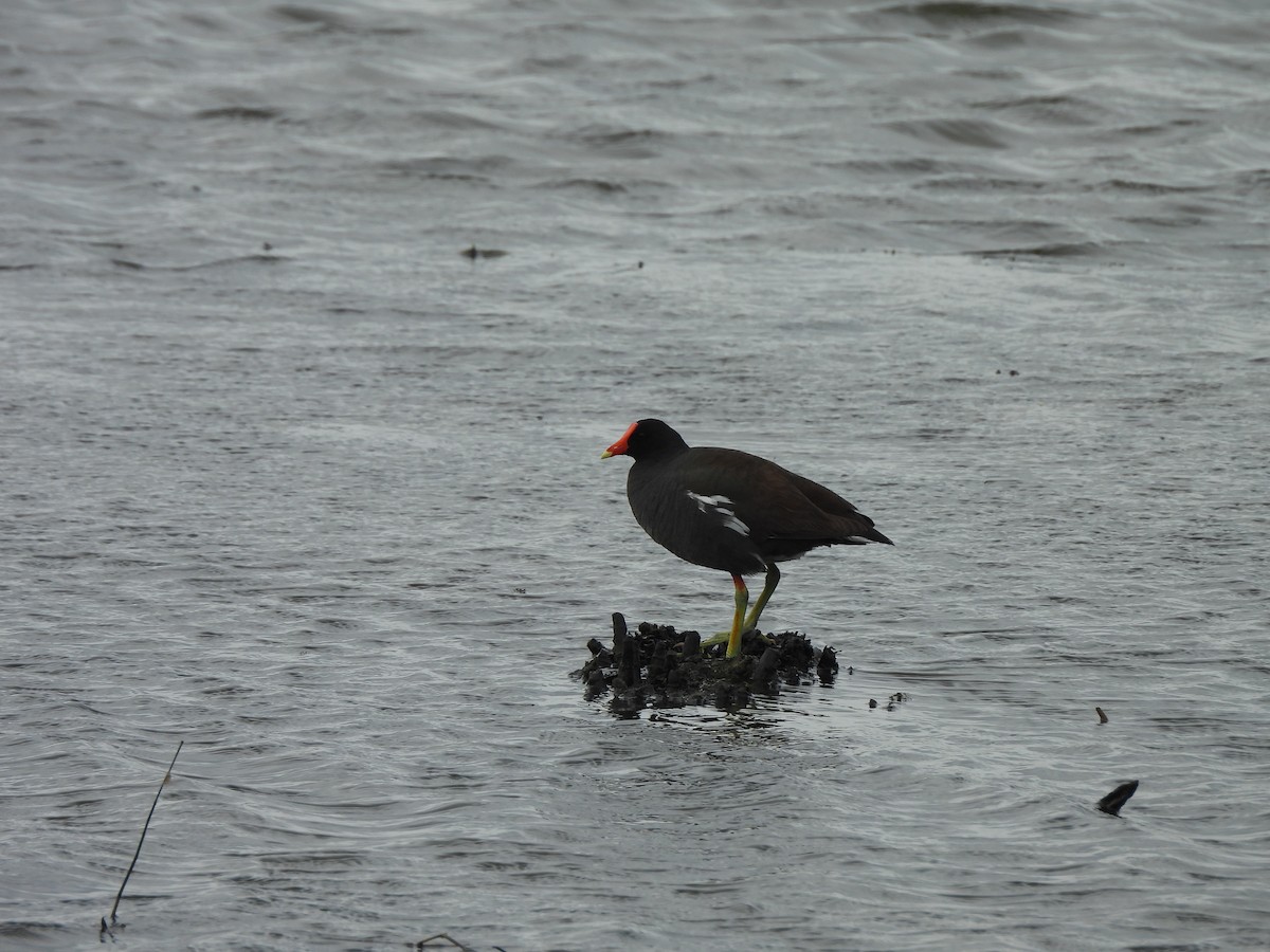 Common Gallinule - ML645803021
