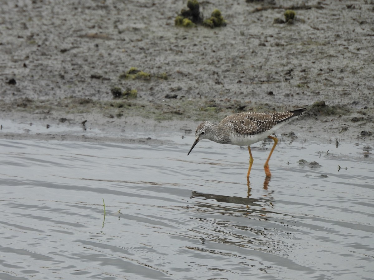 Lesser Yellowlegs - ML645803025