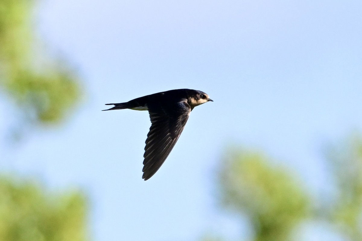 vlaštovka obecná - ML645803028