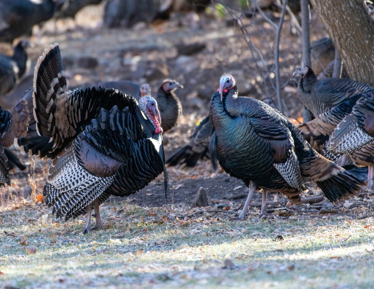 Wild Turkey - ML645803031
