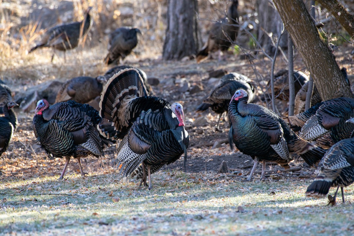 Wild Turkey - ML645803032