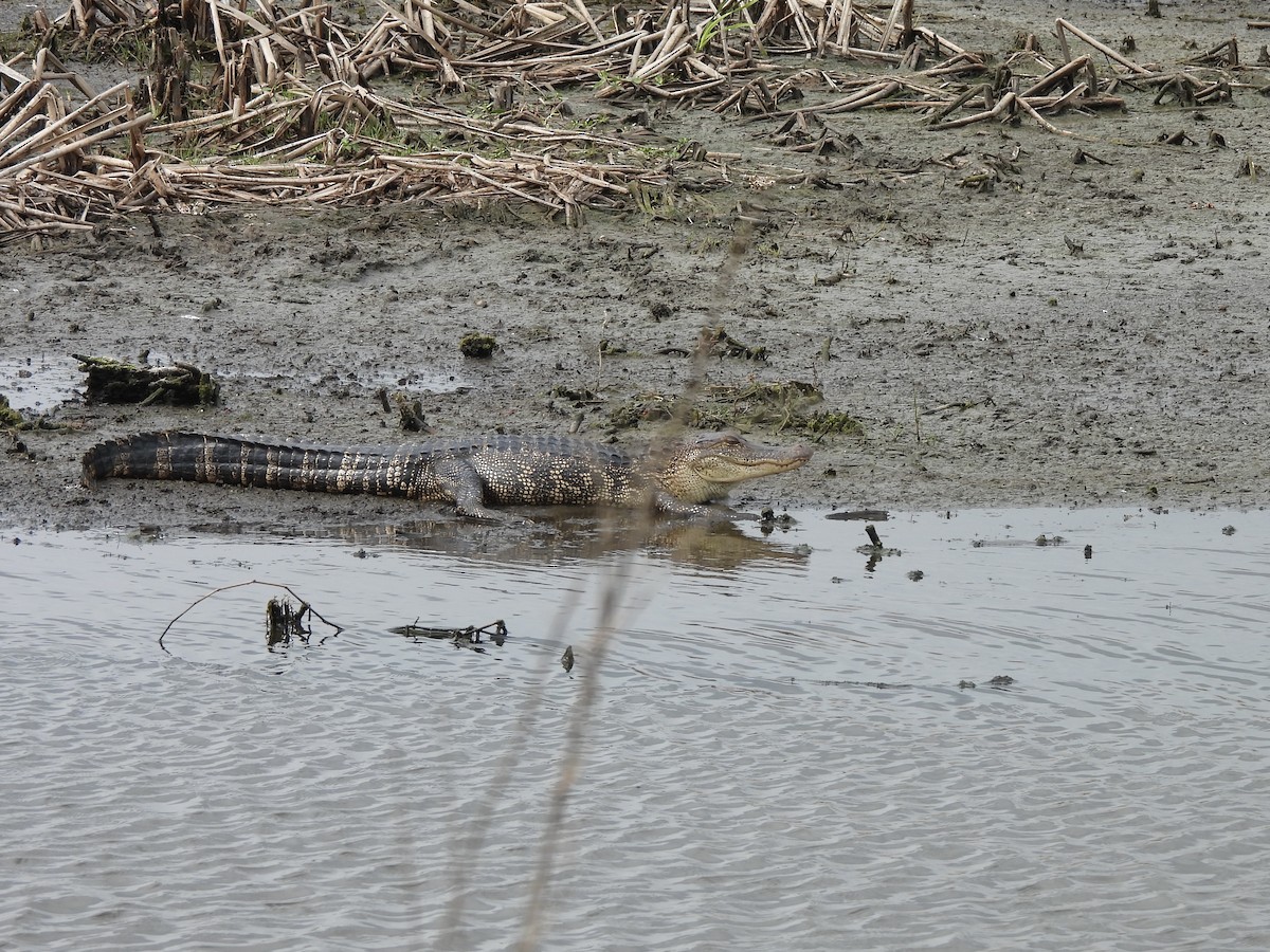 American Alligator - ML645803033