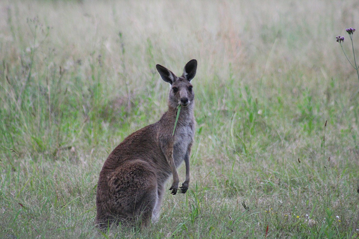 Eastern Grey Kangaroo - ML645803045
