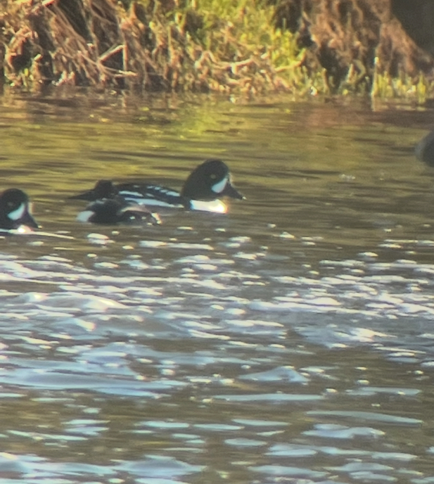 Murgilari islandiarra - ML645803051