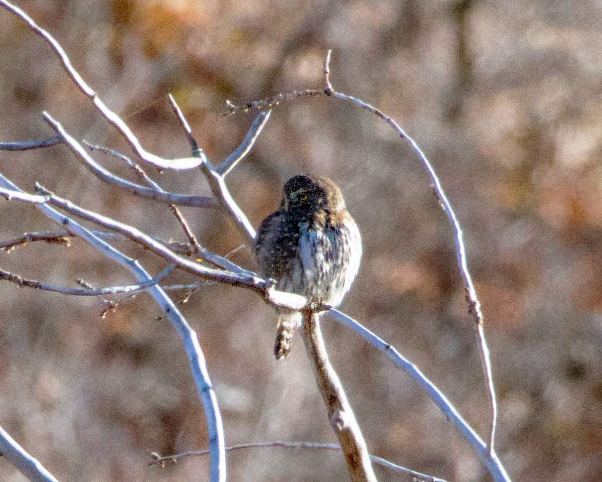 kulíšek mexický - ML645803062