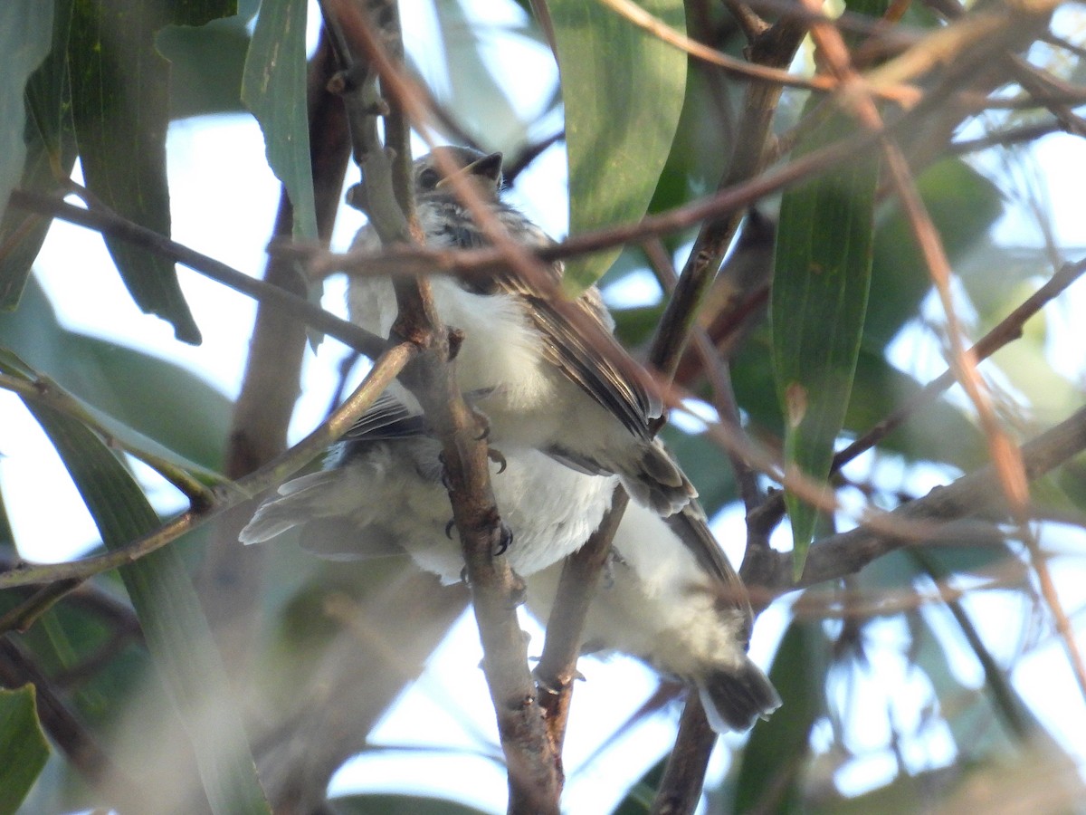 Leaden Flycatcher - ML645803069