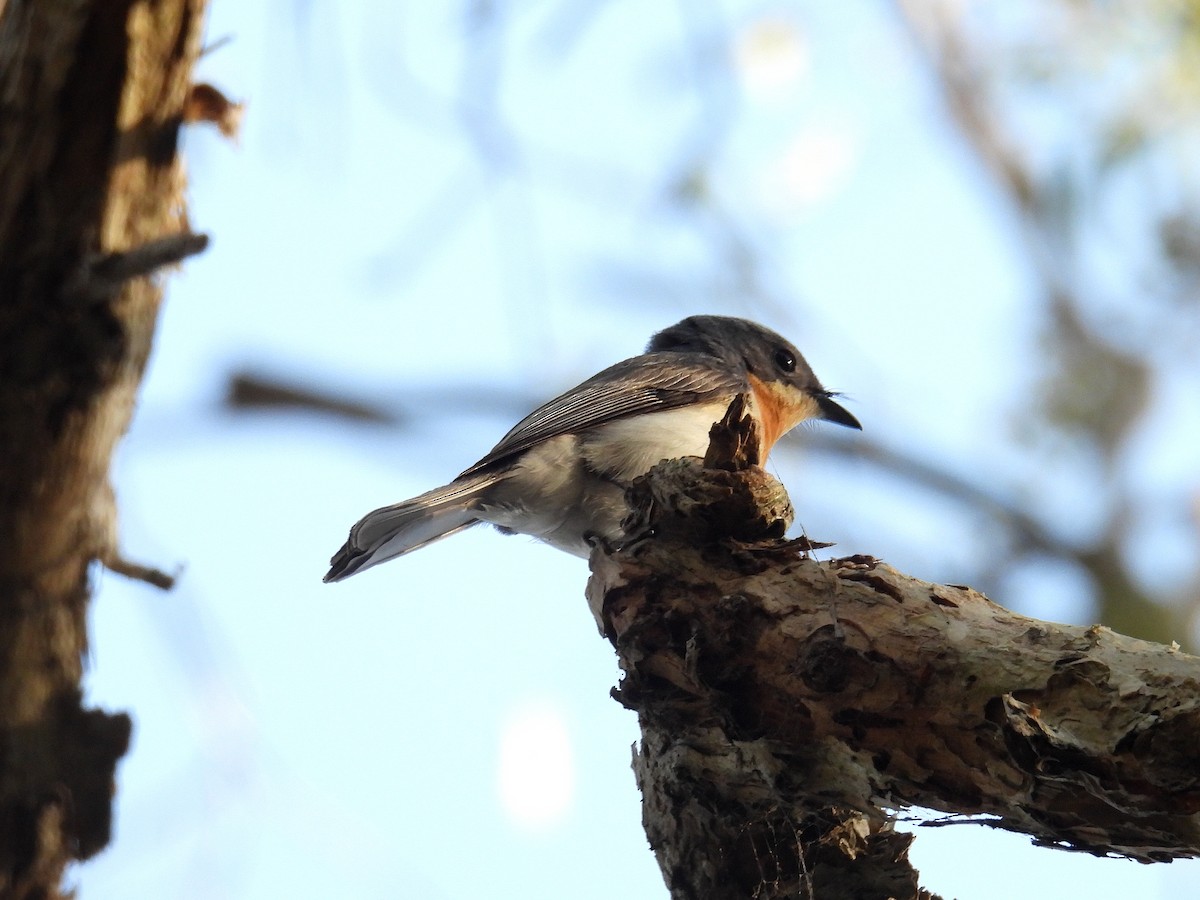 Leaden Flycatcher - ML645803070