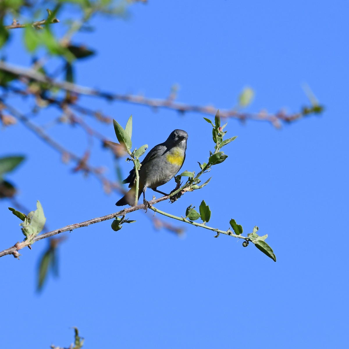 Virginia's Warbler - ML645803076