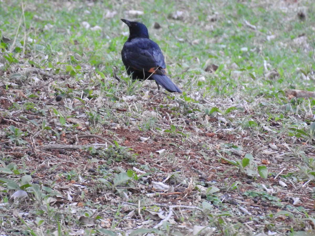 Kızılkanat - ML645803083