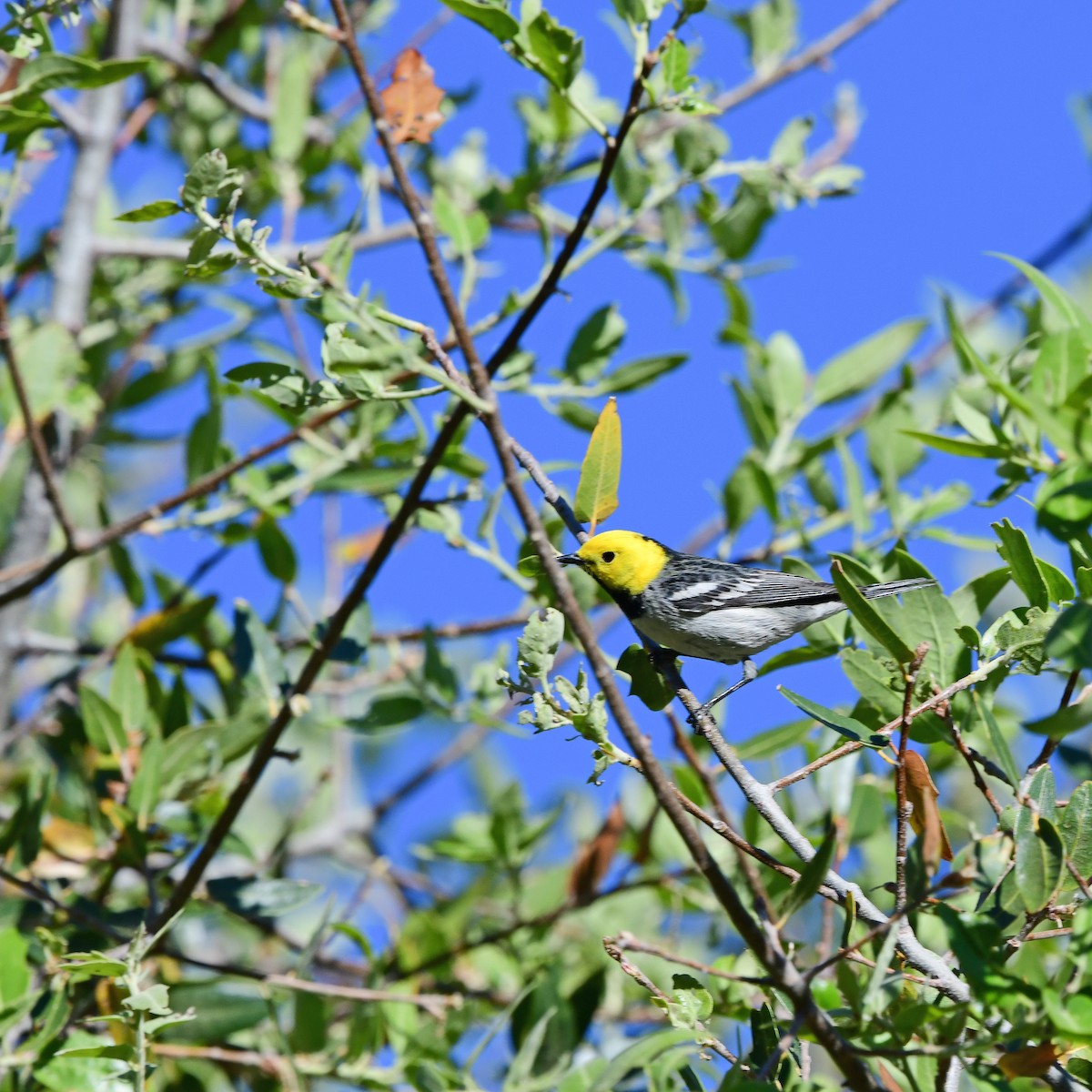 Paruline à tête jaune - ML645803085