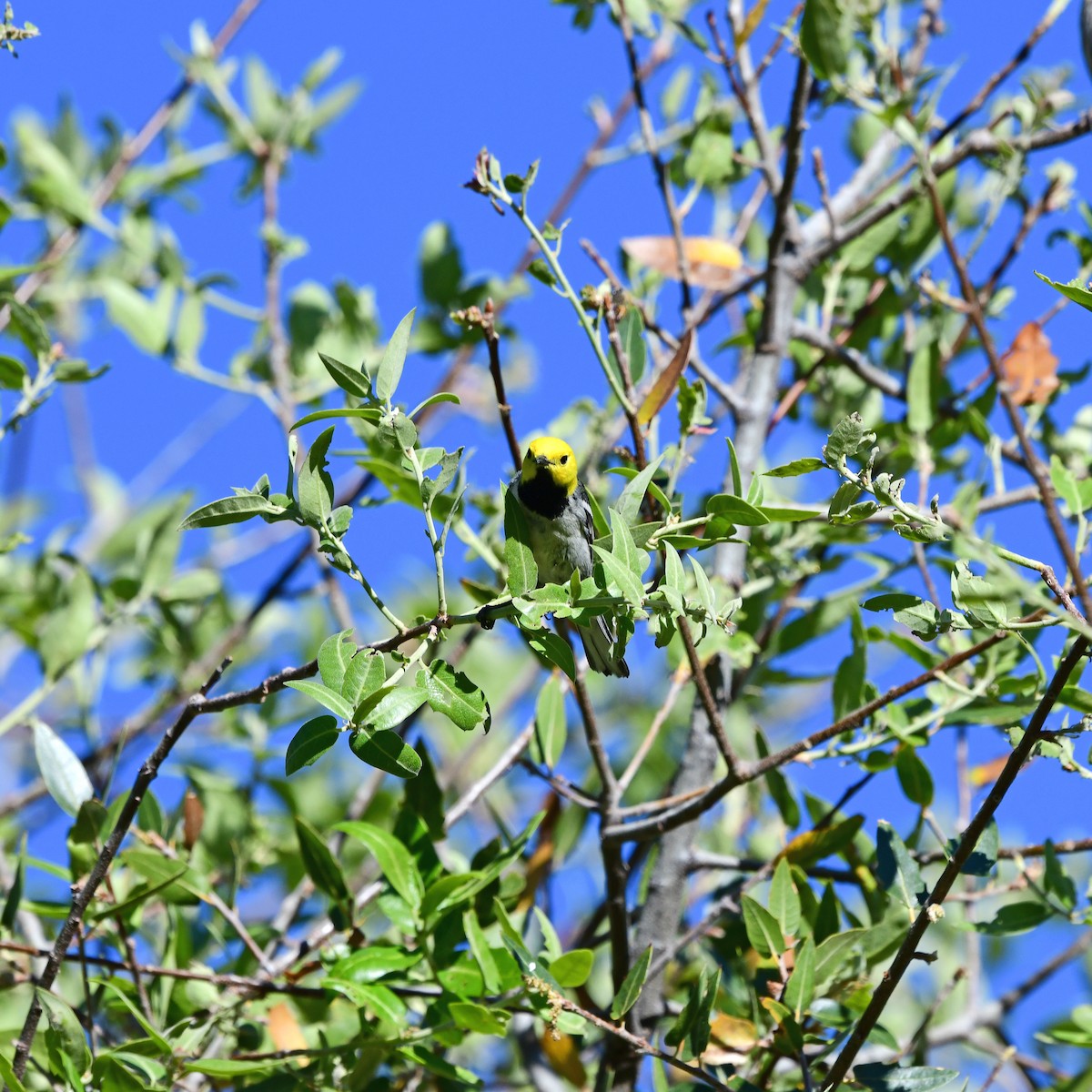 Paruline à tête jaune - ML645803086