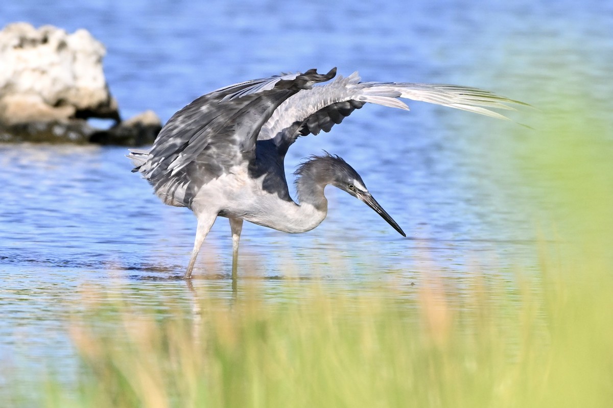 Reddish Egret - ML645803087