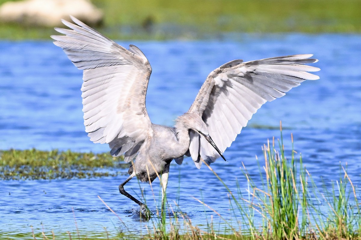 Reddish Egret - ML645803088