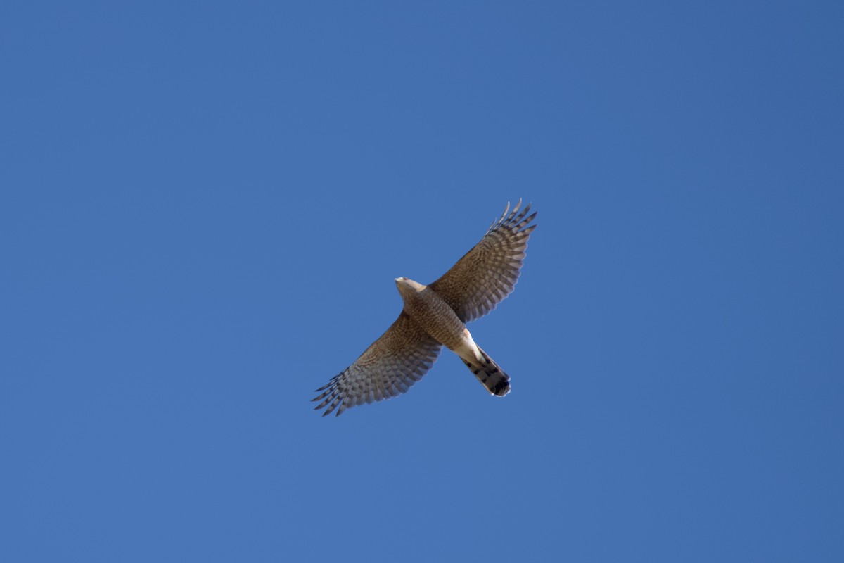 Rundschwanzhabicht - ML645803107